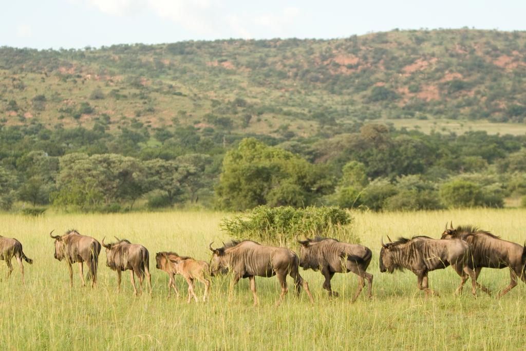 Kedar Heritage Lodge, Conference Centre & Spa Phokeng Экстерьер фото