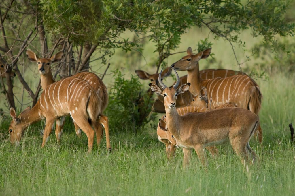 Kedar Heritage Lodge, Conference Centre & Spa Phokeng Экстерьер фото